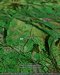 Foto de satlite de la colina Hergest Ridge desde Google Earth (0) Comentarios